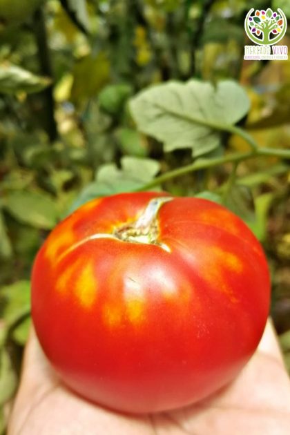 Tomate Rojo Peñasco FP