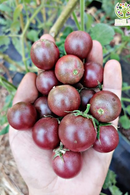 Tomate Black Cherry