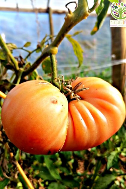 Tomate Limachino Naranja