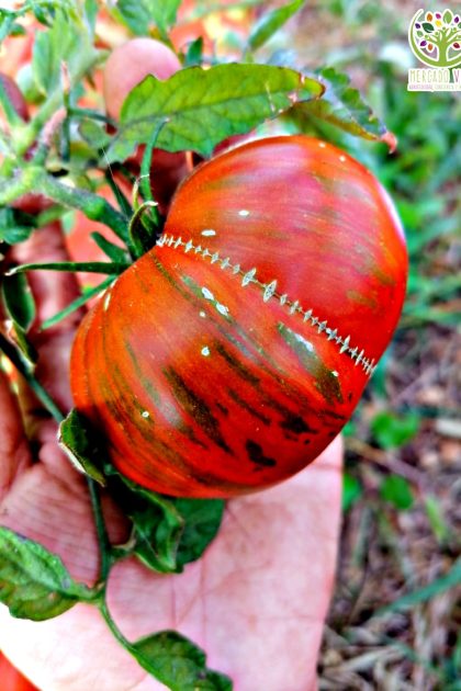 Tomate Chocolate Stripes