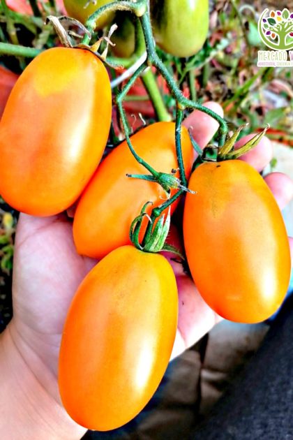 Tomate Orange Banana