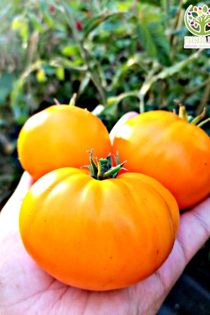 Tomate Limachino Amarillo