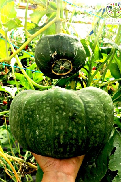 Calabaza Kabocha/verde Japonesa (Zapallo de Invierno)