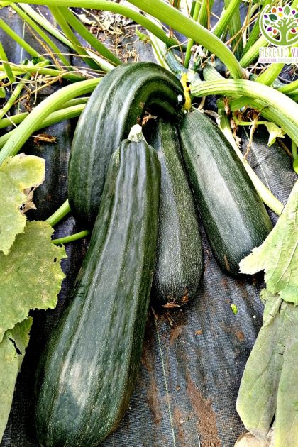 Zucchini Romanesco