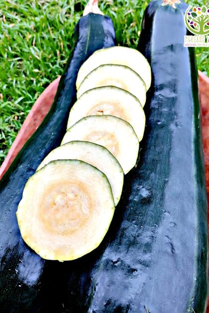 Zucchini Black Beauty