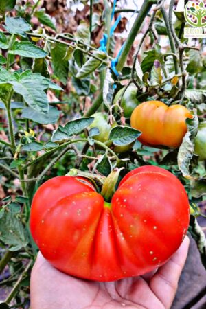 Tomate Super Marmande