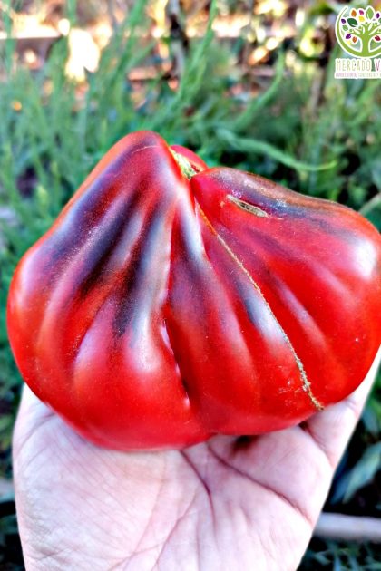 Tomate Trufa