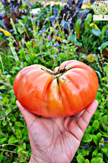 Tomate rojo grande