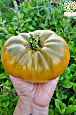 Tomate Urulu Ochre Dwarf