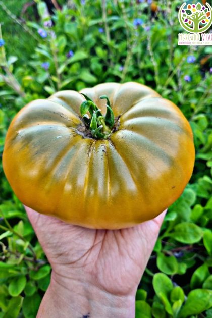 Tomate Urulu Ochre Dwarf