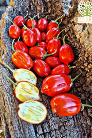 Berenjena Naranja Turca