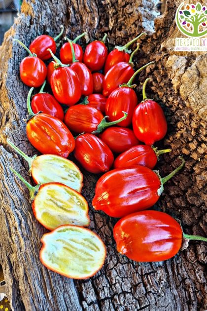 Berenjena Naranja Turca