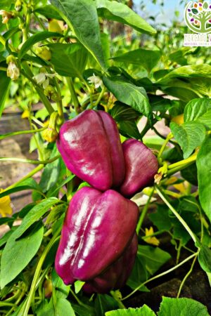 Pimiento Mystic Sweet FP