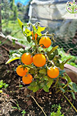 Tomate Micro Dwarf Jochalos FP