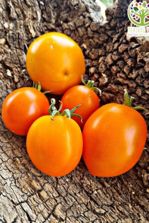 Tomate Naranjo FP