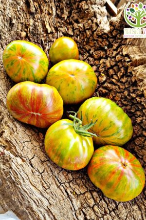 Tomate Pink Berkeley Tie-Dye FP