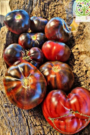 Tomate Black Cherokee FP