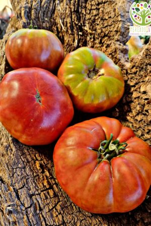 Tomate del Nerpio Morado FP