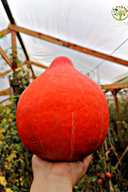 Zapallo Uchiki Kuri / Red Kuri / Potimarrón