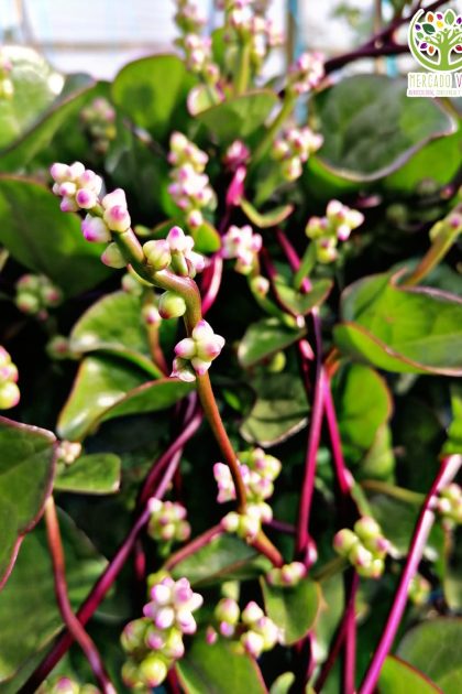 Espinaca Malabar roja / Trepadora