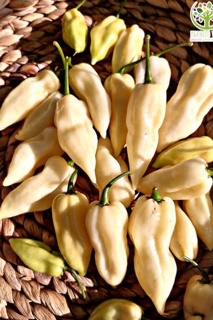 Ají Habanero Blanco