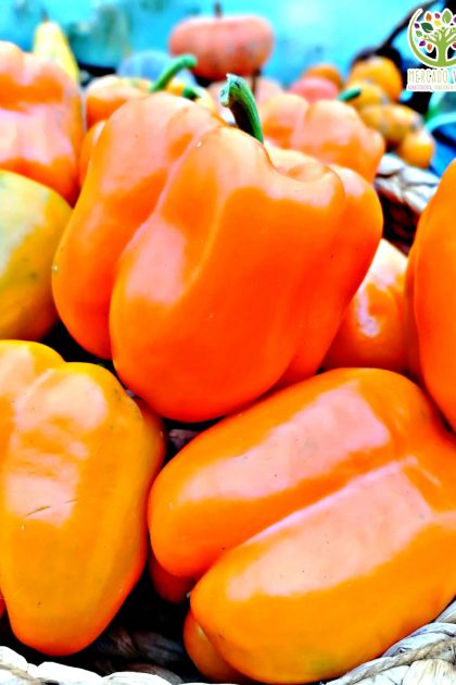 Pimiento Coral Bell