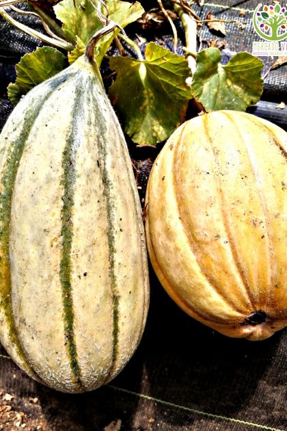 Melón Old Time Tennessee