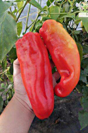 Pimiento Rojo Gigante Chino