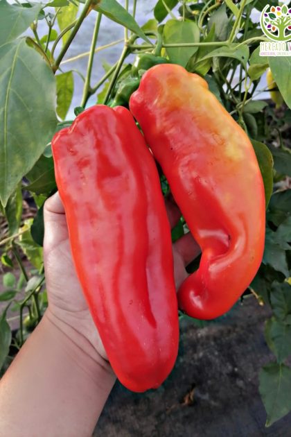 Pimiento Rojo Gigante Chino