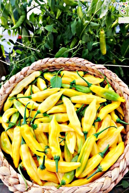 Ají Limo / Lemon Drop Pepper