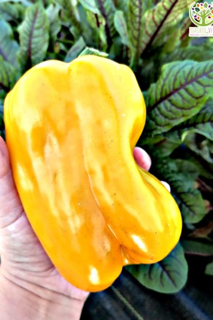 Pimiento Quadrato D´asti Giallo