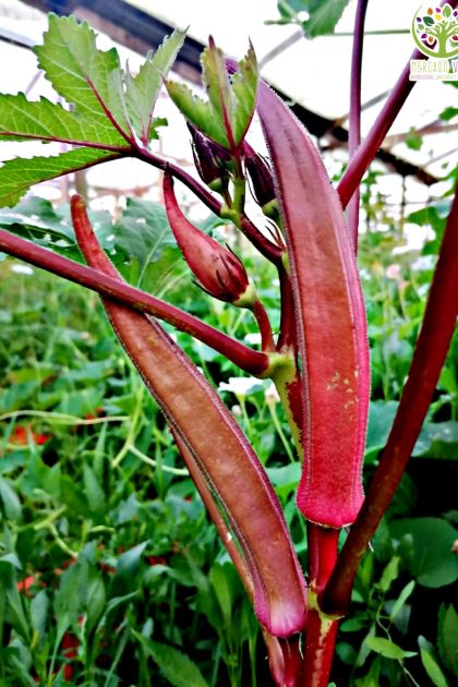 Okra Roja Borgoña