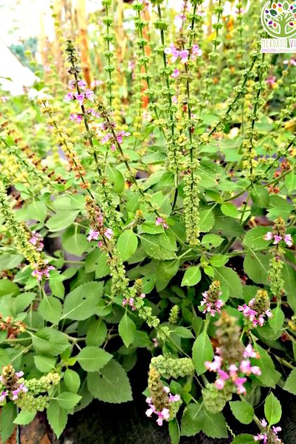 Semillas de Albahaca Sagrada o Tulsi