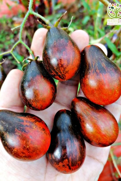 Tomate Cherry Perita Teclas Negras