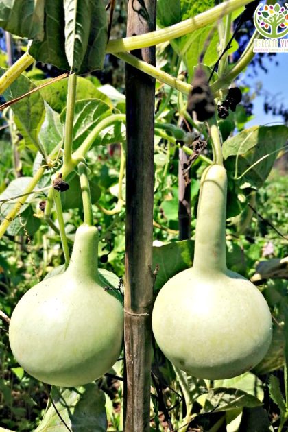 Calabaza Mate