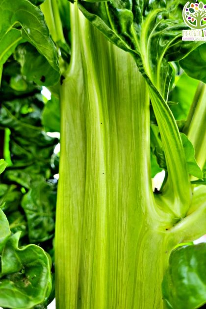 Acelga tallo verde