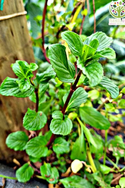 Semillas de Menta Piperita (Menta Negra Chocolate o Peromoto)