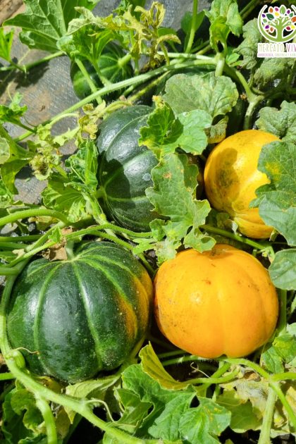Melón Noir Des Carmes