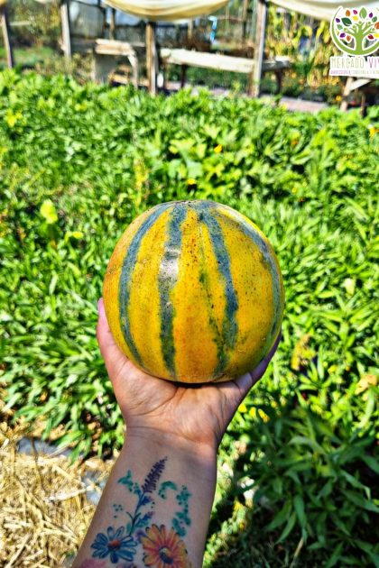 Melón Ha´Ogen