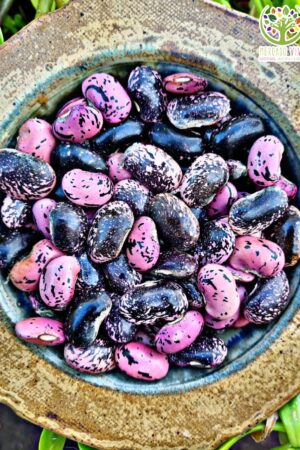 Poroto Pallar Morado