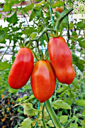 Tomate Roma