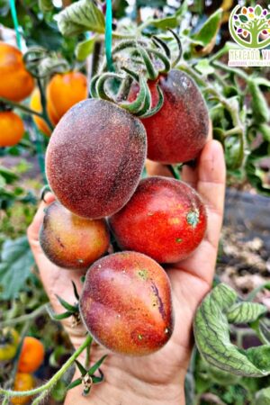 Tomate Wooly Blue Jay