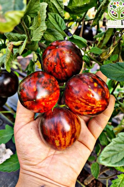 Tomate Bosque Azul