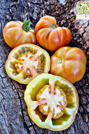 Tomate Marvel Striped