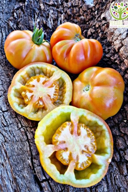 Tomate Marvel Striped