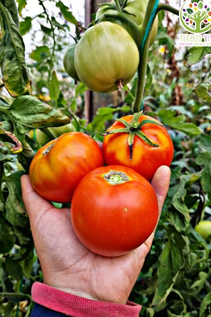Tomate Angolino