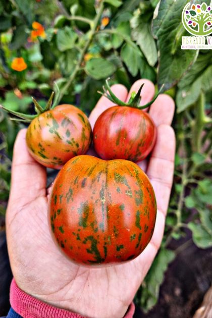 Tomate Red Zebra