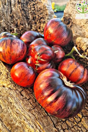 Tomate Lovely Lush FP