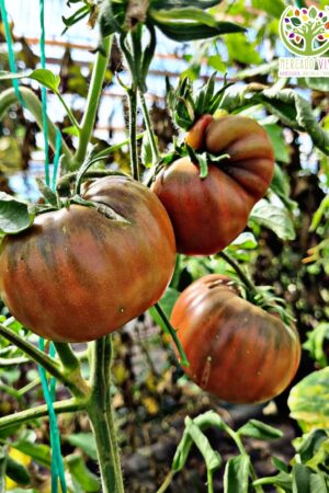 Tomate Black From Tula