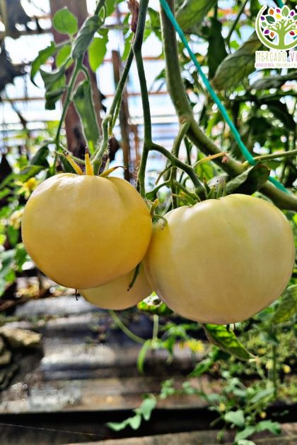 Tomate Great White FP